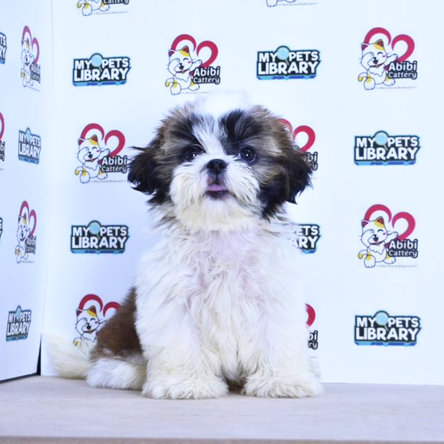 Shih Tzu Puppy (Male) For Sale