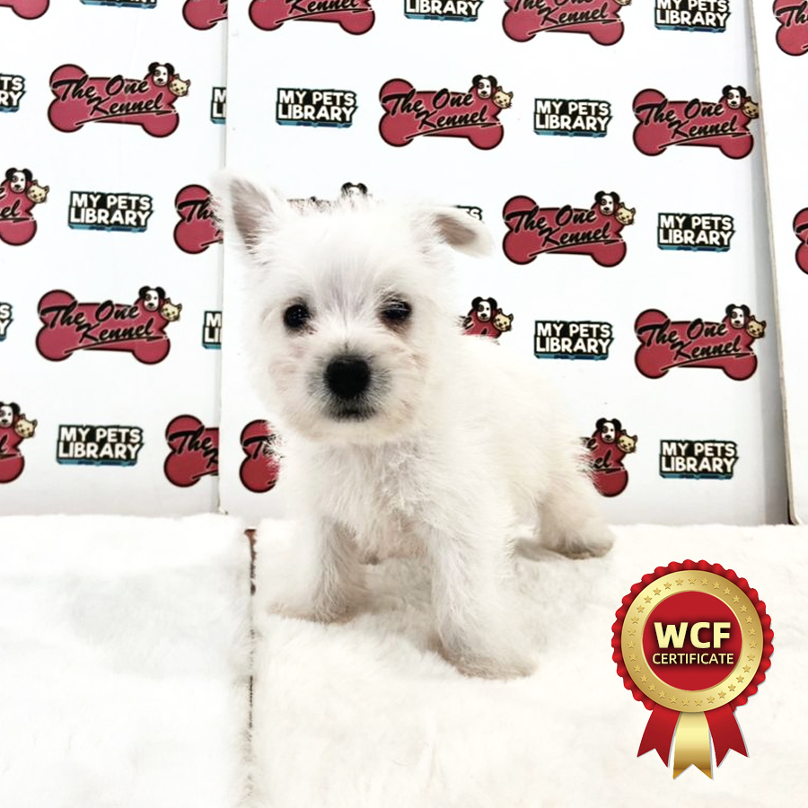 MKA West Highland Terrier Puppy (Male) For Sale