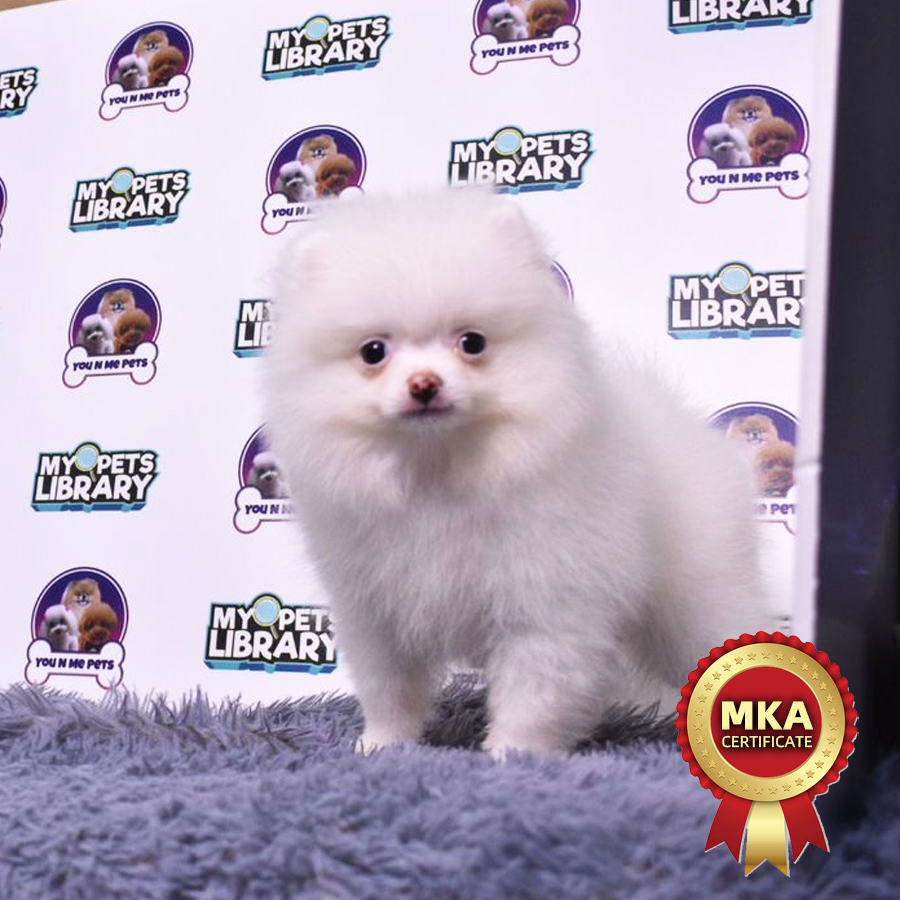 MKA Tiny Pomeranian Puppy (Male) For Sale