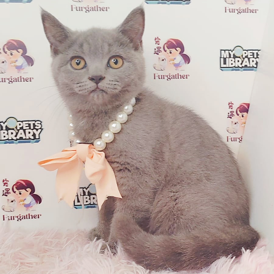 British Shorthair Kitten (Female) For Sale