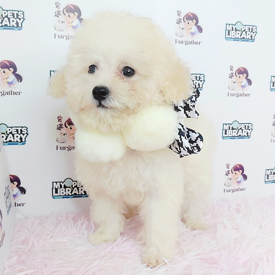 Maltipoo Puppy (Male) For Sale