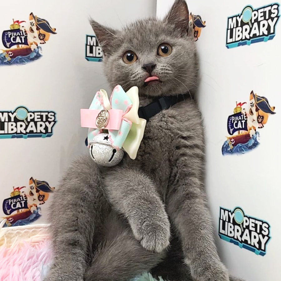British Shorthair Kitten (Male) For Sale