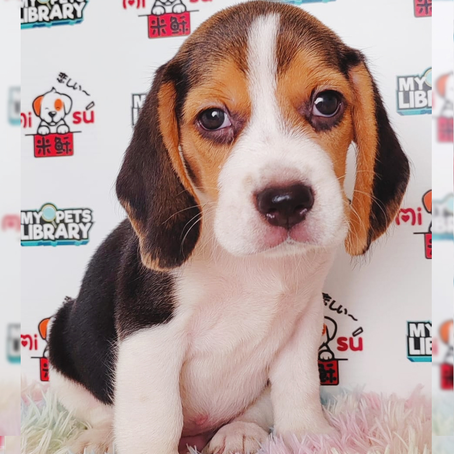 Beagle Puppy (Male) For Sale