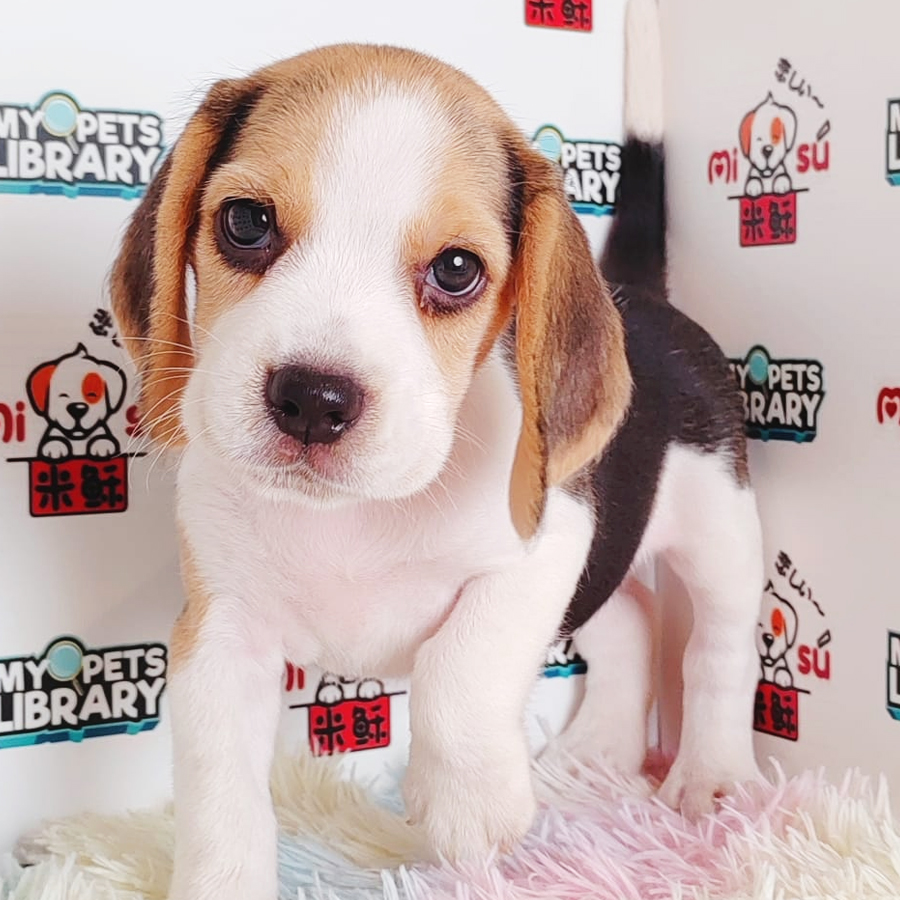 Beagle Puppy (Female) For Sale