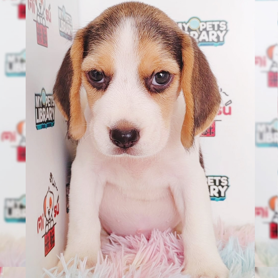 Beagle Puppy (Female) For Sale