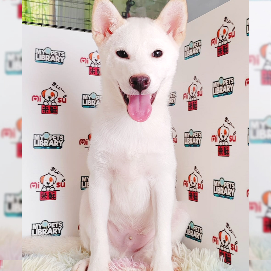 Shiba Inu Puppy (Male) For Sale