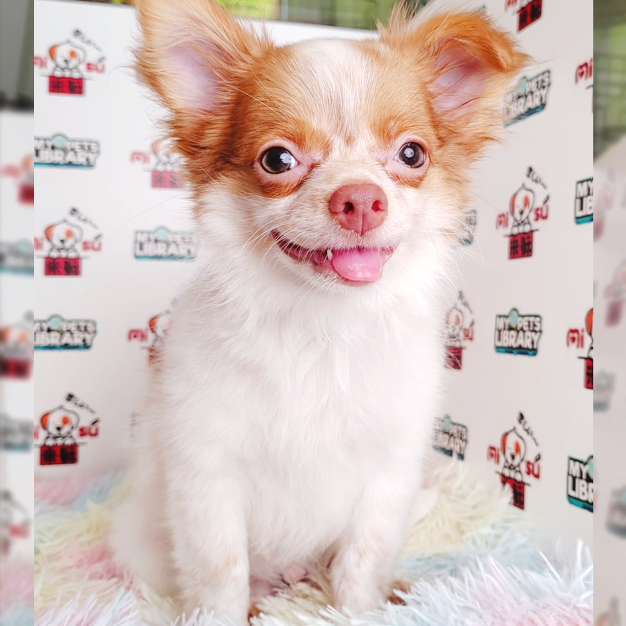 Longcoat Chihuahua Puppy (Male) For Sale