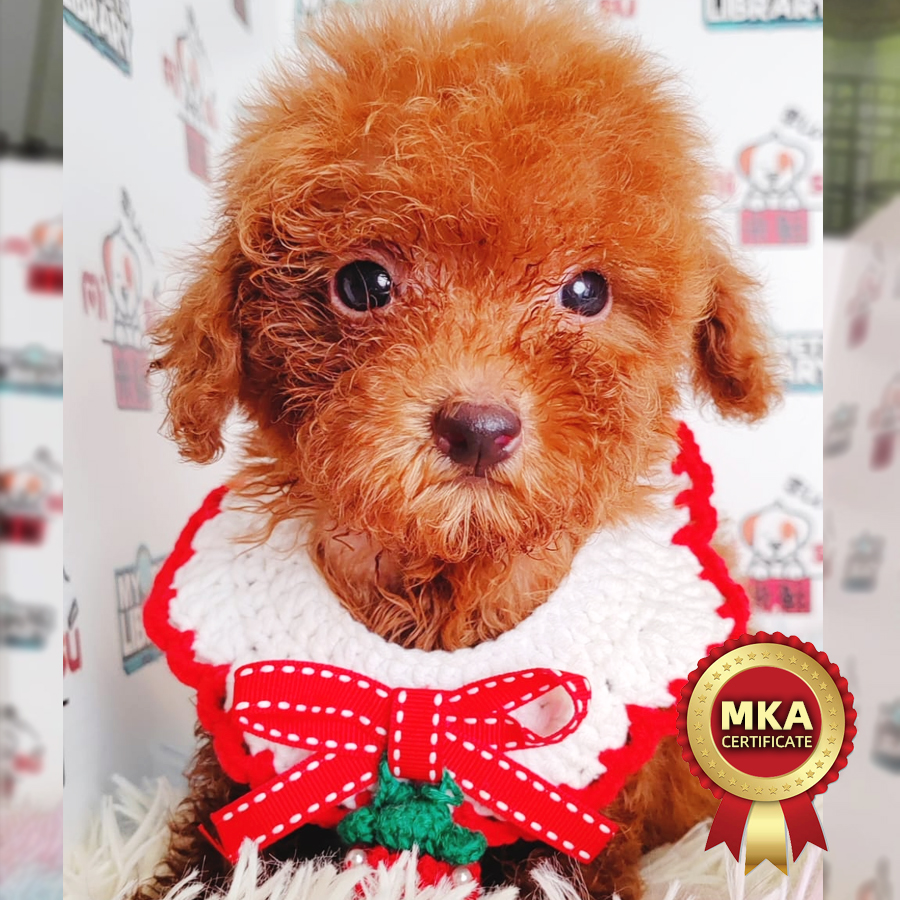 MKA Tiny Poodle Puppy (Male) For Sale