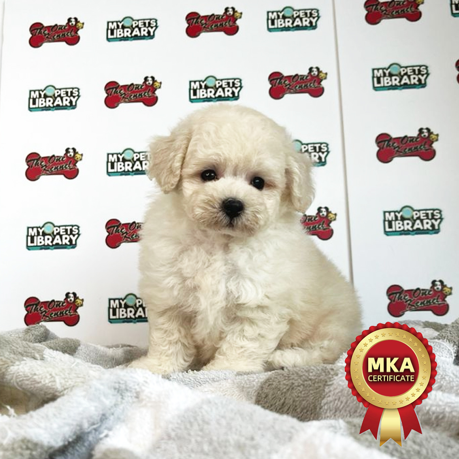 MKA Toy Poodle Puppy (Male) For Sale