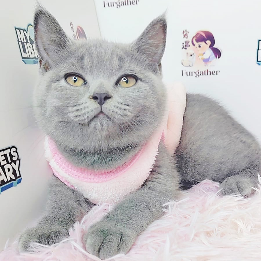 British Shorthair Kitten (Female) For Sale