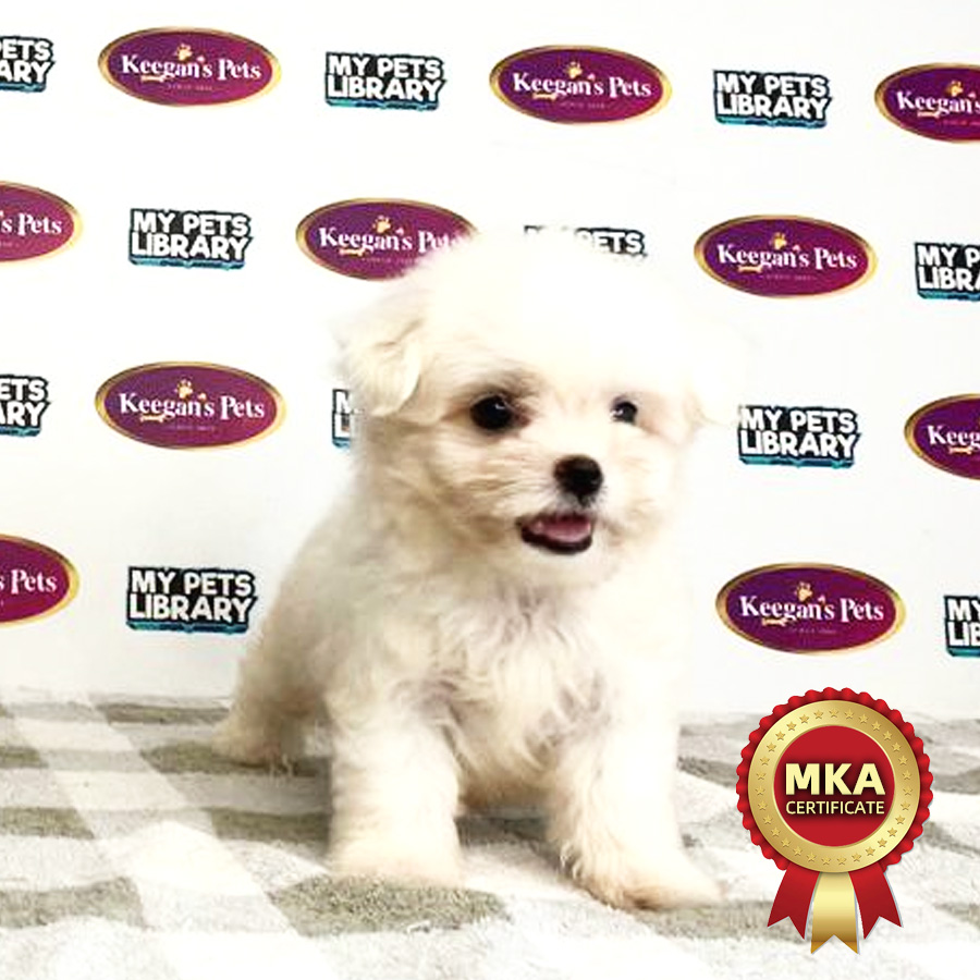 MKA Maltese Puppy (Male) For Sale