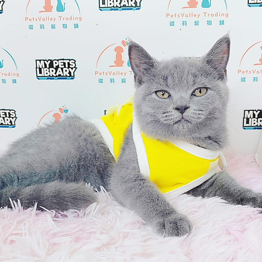 British Shorthair Kitten (Male) For Sale