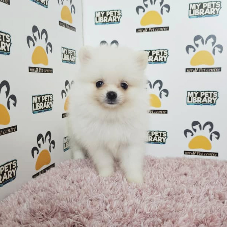 Tiny Pomeranian Puppy (Female) For Sale