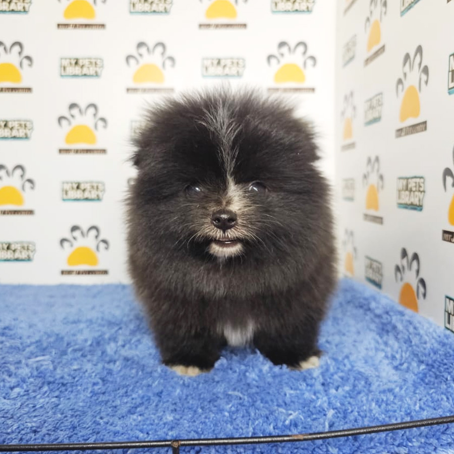 Pomeranian Puppy (Male) For Sale