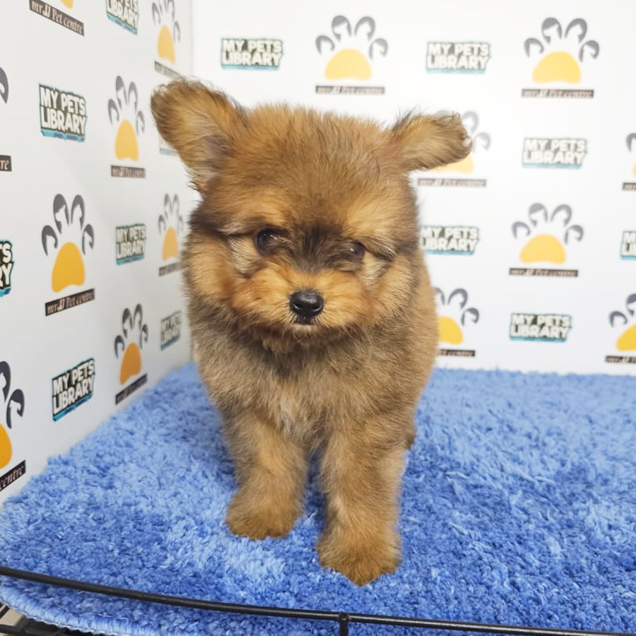 Pomapoo Puppy (Male) For Sale