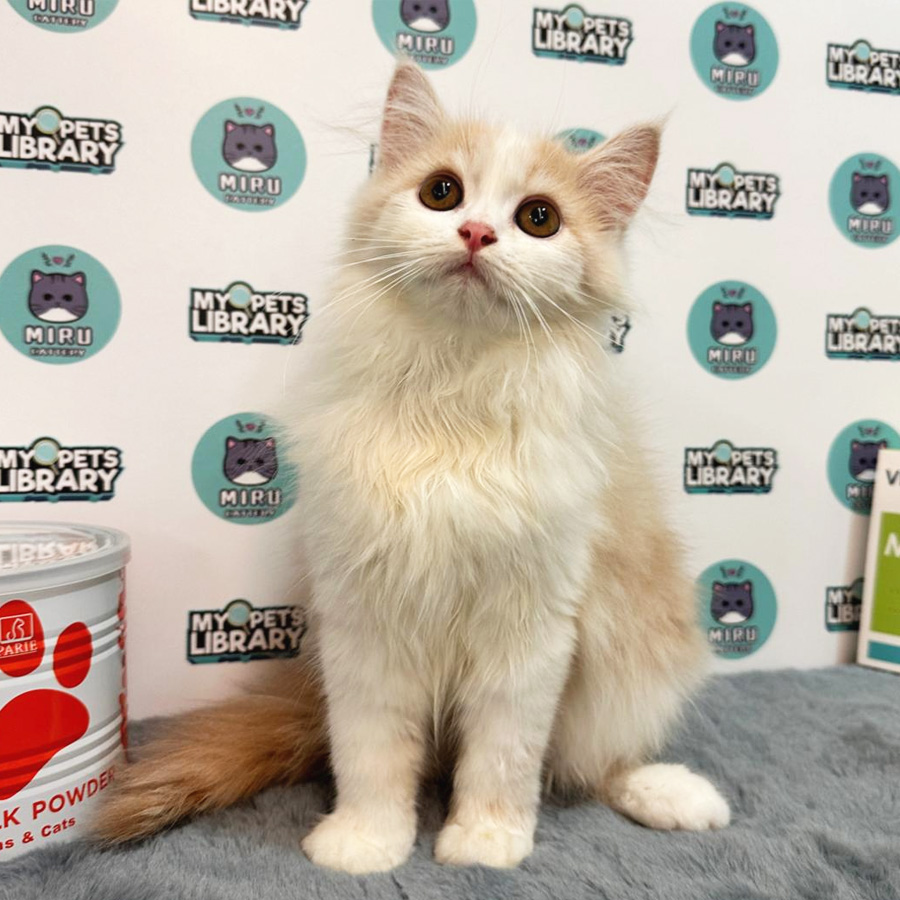 Persian Kitten (Male) For Sale