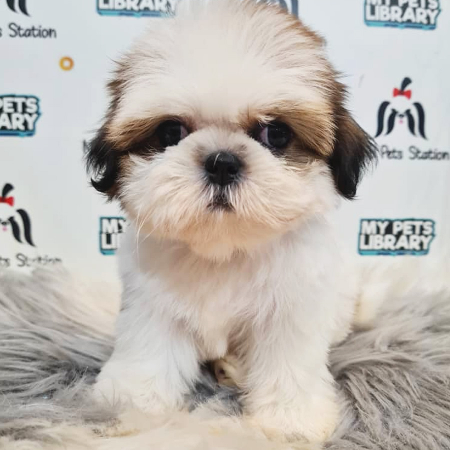 Shih Tzu Puppy (Male) For Sale