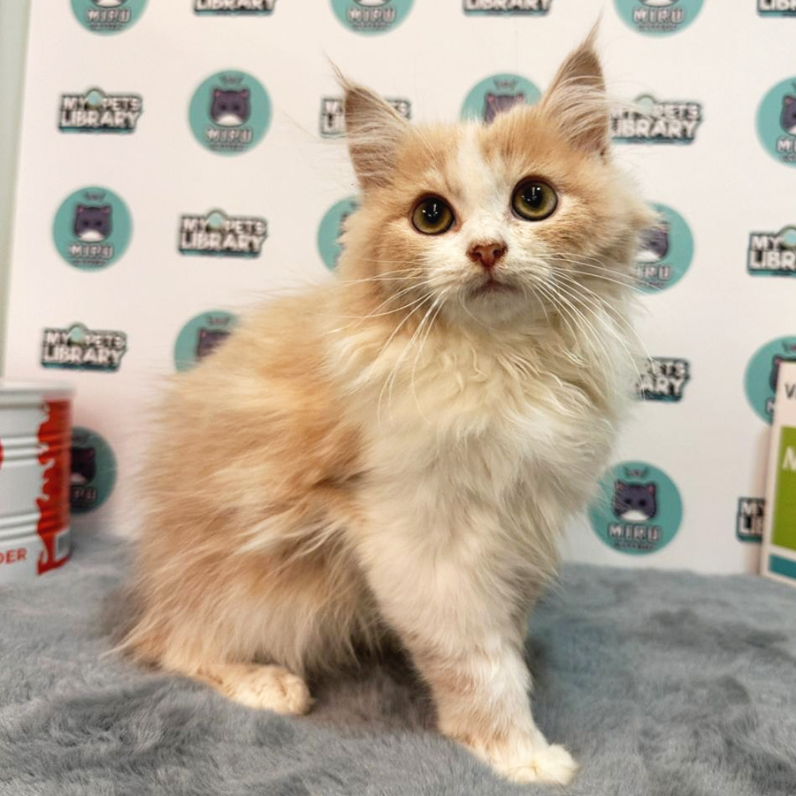 Persian Kitten (Male) For Sale