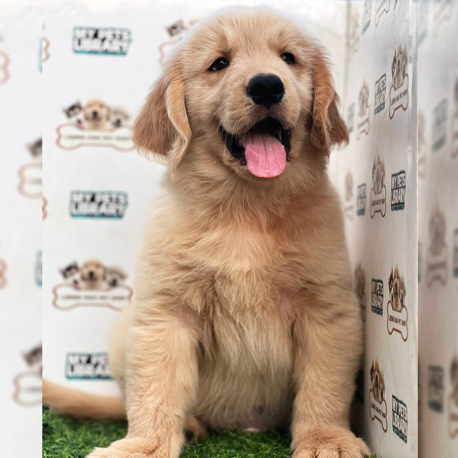 Golden Retriever Puppy (Male) For Sale