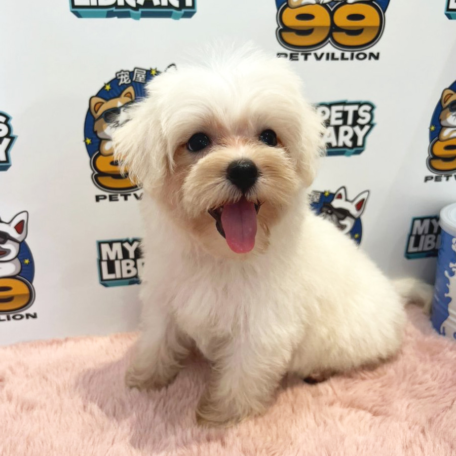 Maltipoo Puppy (Female) For Sale