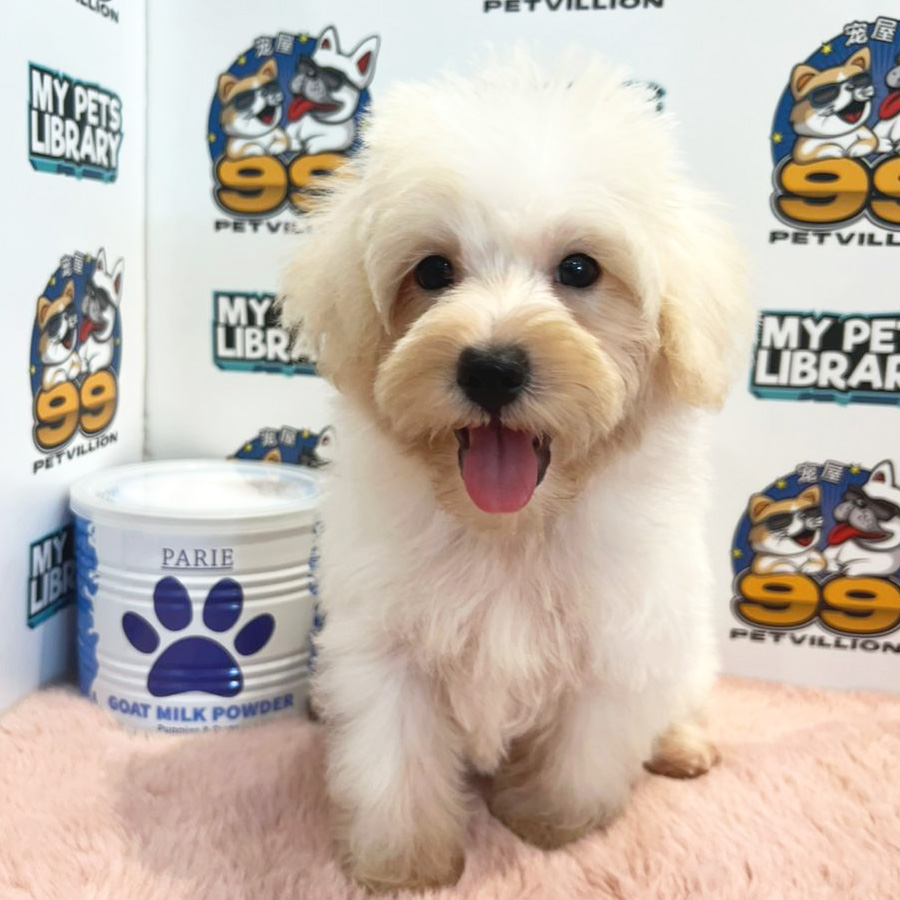 Maltipoo Puppy (Male) For Sale
