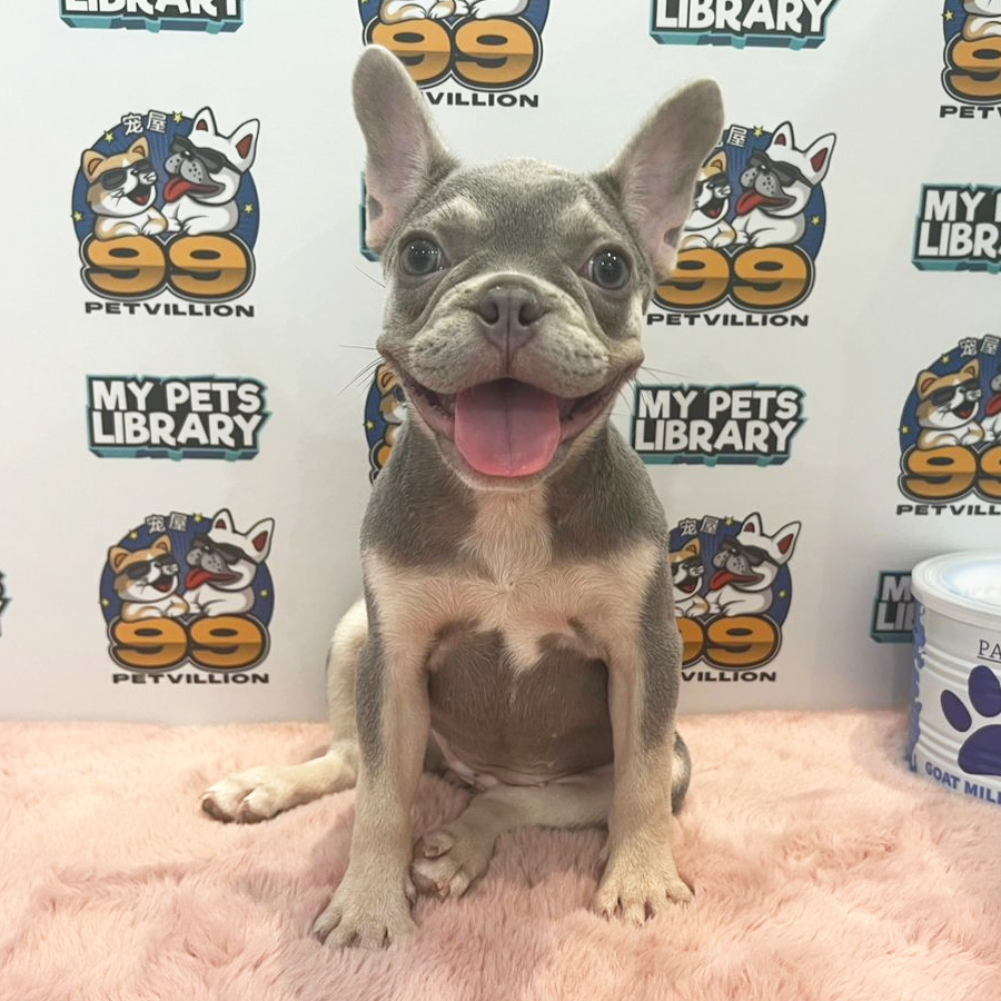 French Bulldog Puppy (Female) For Sale