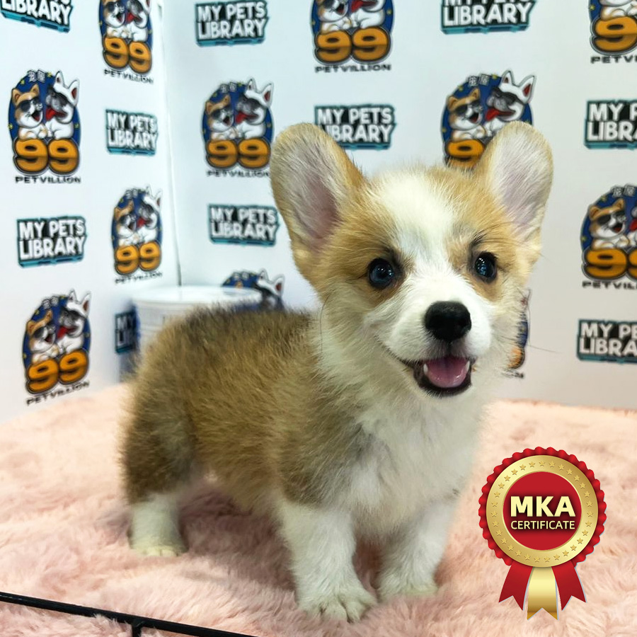 MKA Welsh Corgi Puppy (Female) For Sale