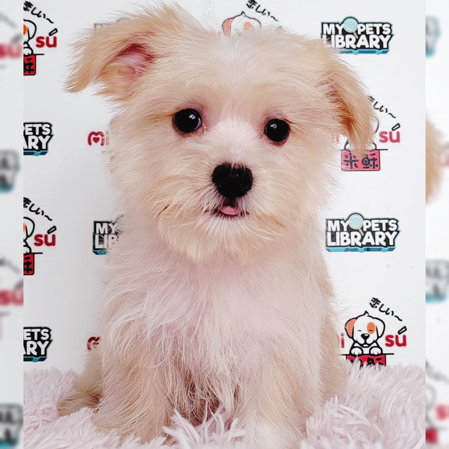 Silky Terrier mix Maltese Puppy (Male) For Sale