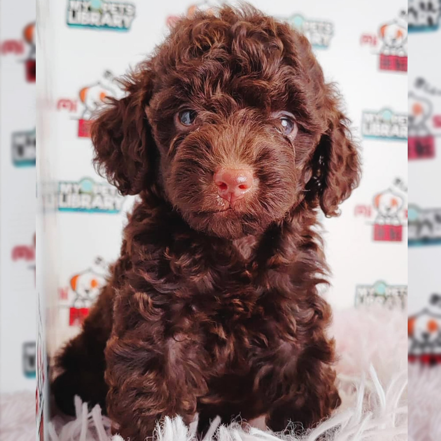Toy Poodle Puppy (Female) For Sale