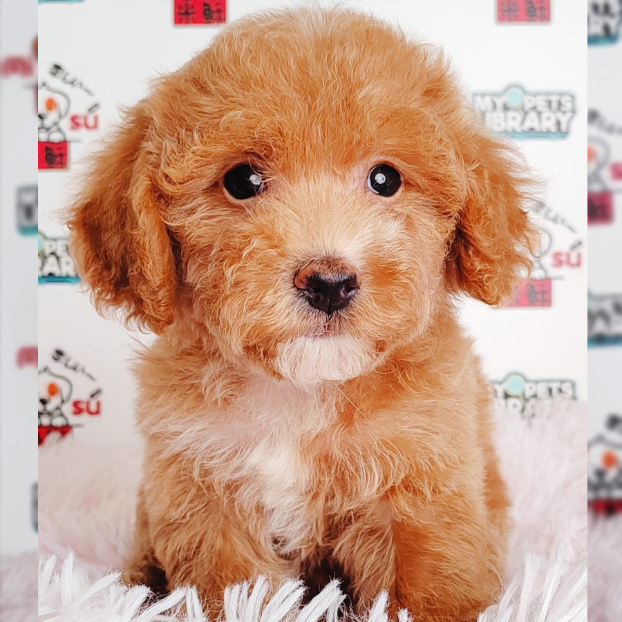 Toy Poodle Puppy (Male) For Sale