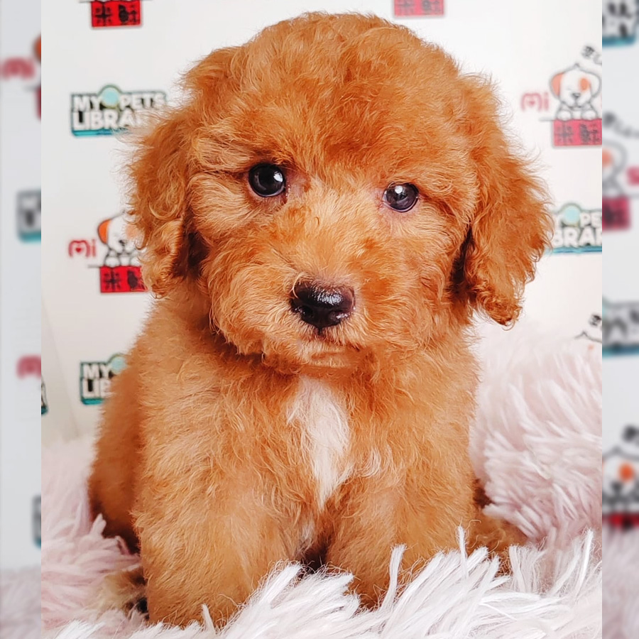 Toy Poodle Puppy (Male) For Sale