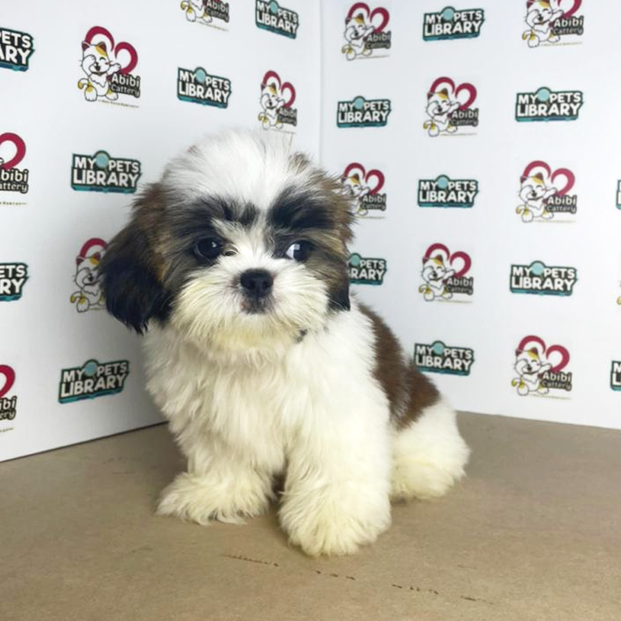 Shih Tzu Puppy (Male) For Sale