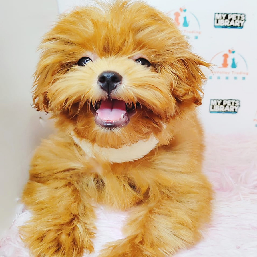 Maltipoo Puppy (Male) For Sale