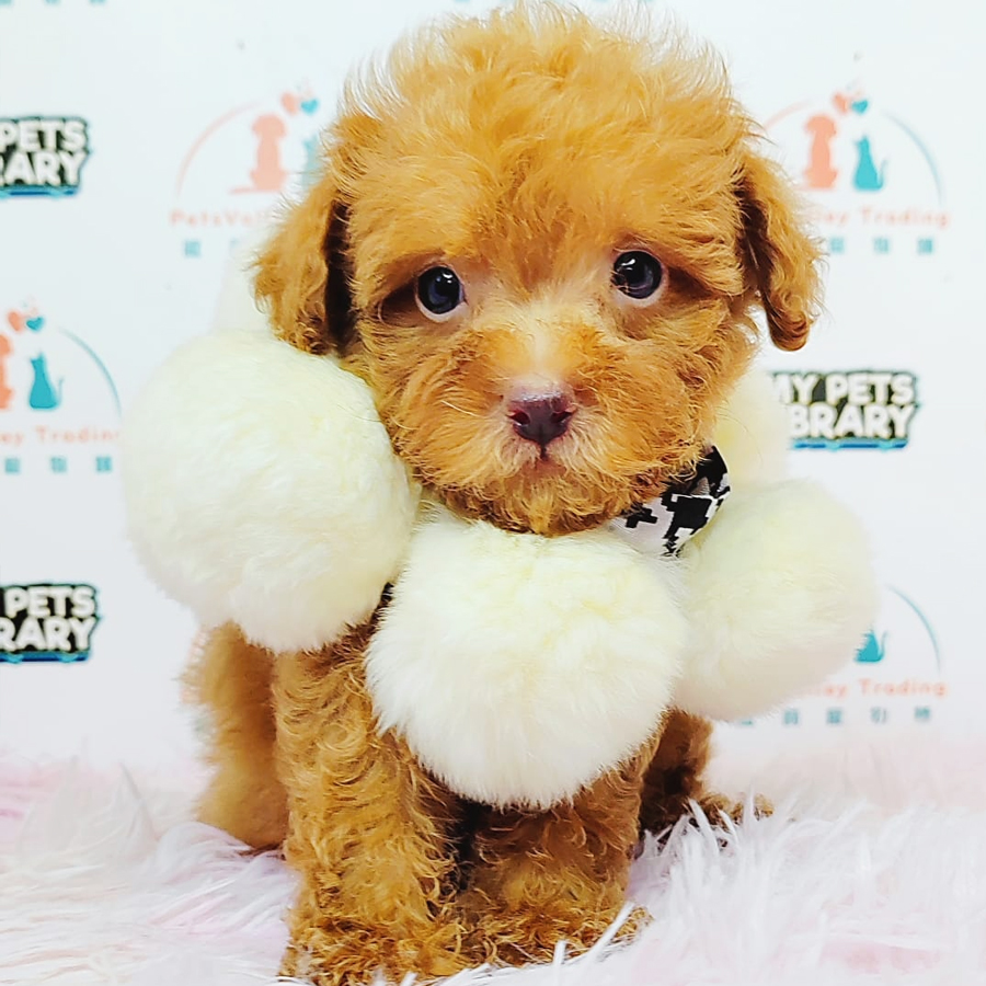 Tiny Poodle Puppy (Male) For Sale