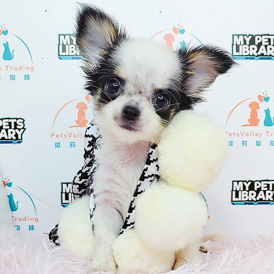 Chihuahua Puppy (Male) For Sale