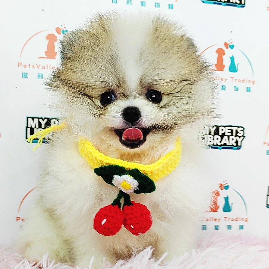 Tiny Pomeranian Puppy (Male) For Sale
