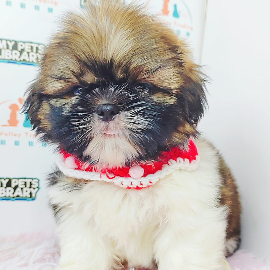 Shih Tzu Puppy (Male) For Sale