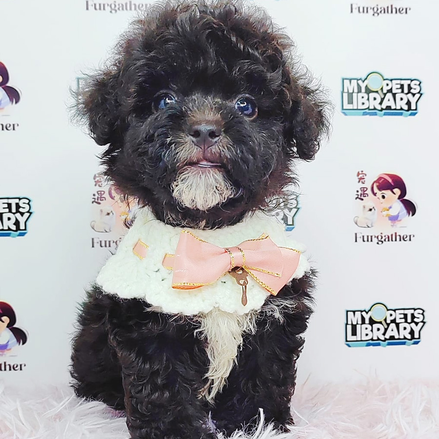 Tiny Poodle Puppy (Male) For Sale