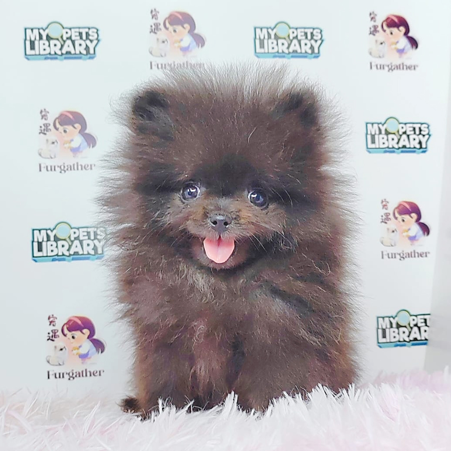 Teacup Pomeranian Puppy (Female) For Sale