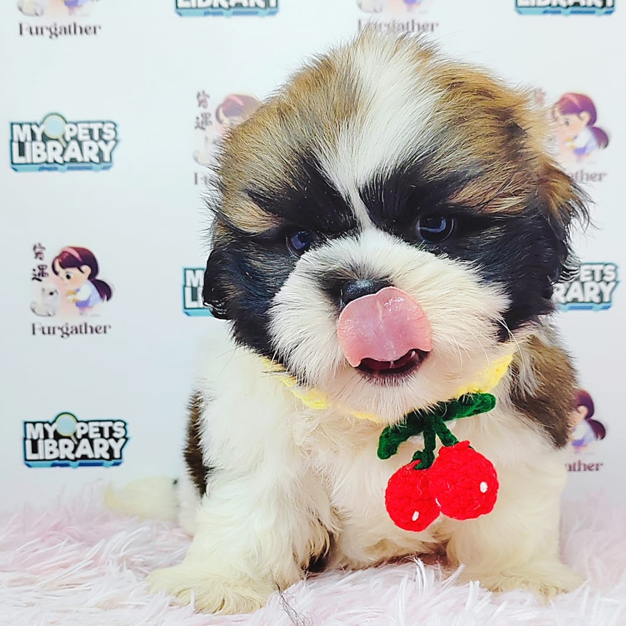 Shih Tzu Puppy (Male) For Sale