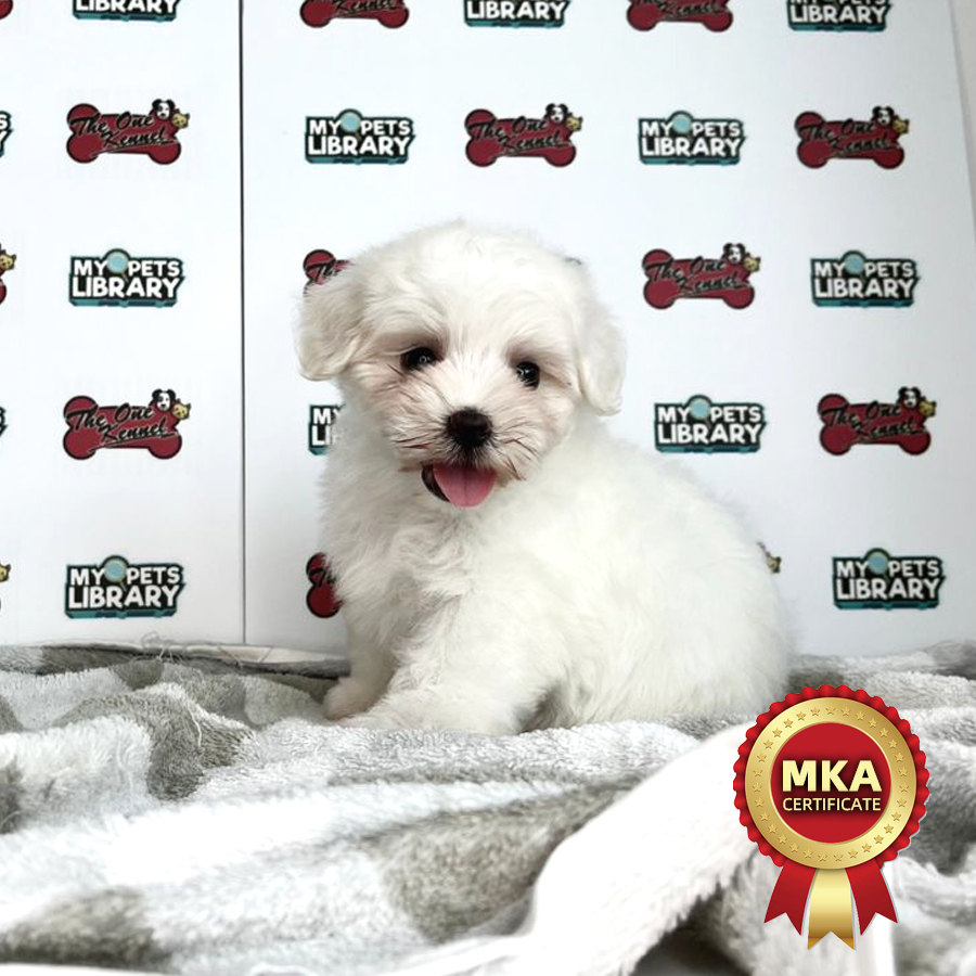 MKA Maltese Puppy (Male) For Sale