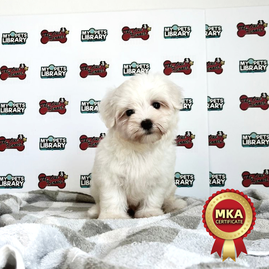 MKA Maltese Puppy (Female) For Sale