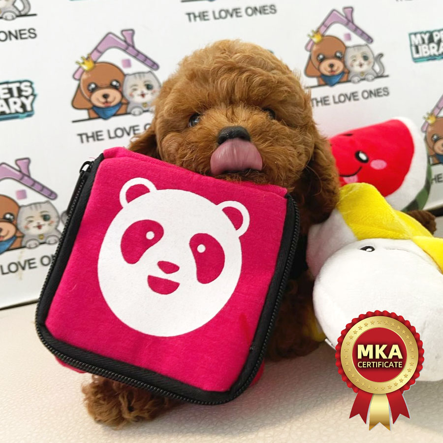 MKA Toy Poodle Puppy (Male) For Sale