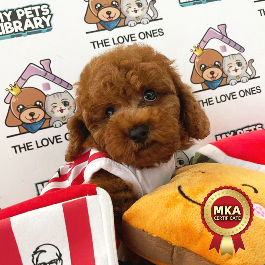 MKA Toy Poodle Puppy (Male) For Sale