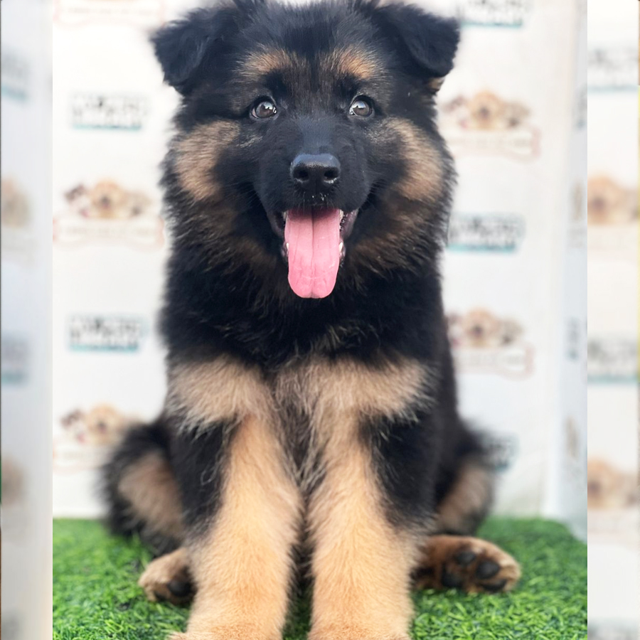 German Shepherd Puppy (Female) For Sale