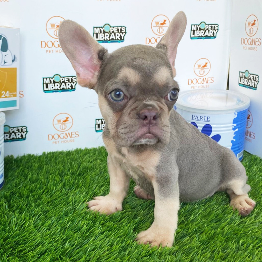 French Bulldog Puppy (Female) For Sale