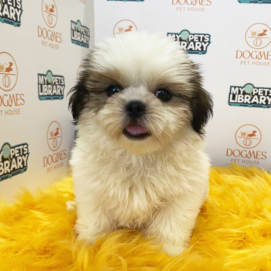 Tiny Shih Tzu Puppy (Female) For Sale