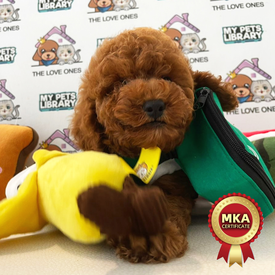 MKA Toy Poodle Puppy (Male) For Sale