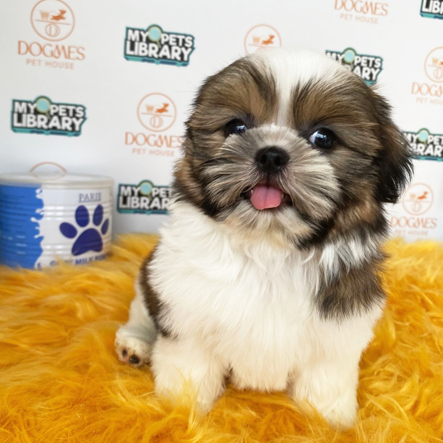 Tiny Shih Tzu Puppy (Female) For Sale