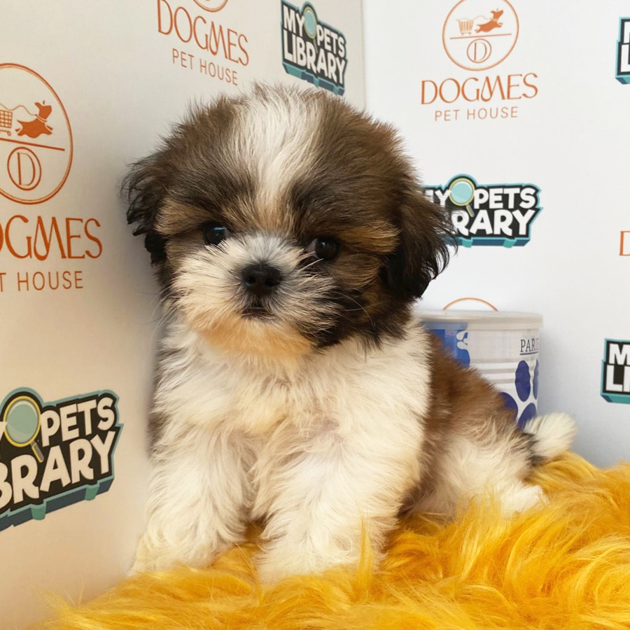 Tiny Shih Tzu Puppy (Male) For Sale